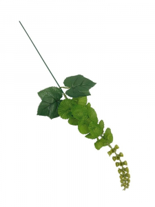 Molucella (dzwonki irlandzkie) 49 cm zielona
