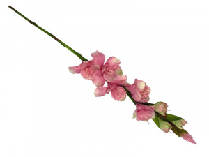 Mieczyk kwiat pojedynczy 85 cm różowo zielony