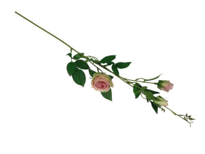Róża kwiat pojedynczy 70 cm różowa z dodatkiem jasnej zieleni