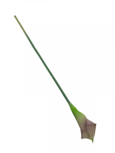 Kalia kwiat pojedynczy 70 cm brudny róż z zielenią
