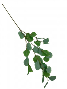 Eukaliptus populus gałązka 88 cm zielony mat