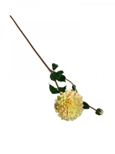 Dalia kwiat pojedynczy 70 cm jasno żółta z jasnym różem