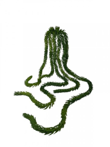 Araukaria sukulent wiszący 77 cm zielony
