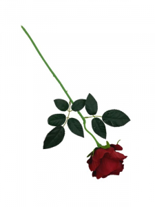 Róża welurowa kwiat pojedynczy 50 cm głęboka czerwień