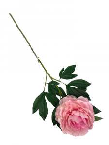Piwonia kwiat pojedynczy 80 cm różowa