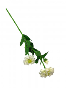 Cynia kwiat pojedynczy 62 cm biała