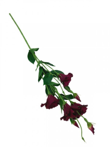 Eustoma kwiat pojedynczy 80 cm bordowa