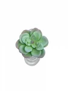 Sukulent 6 cm jasno zielony z jasnym fioletem