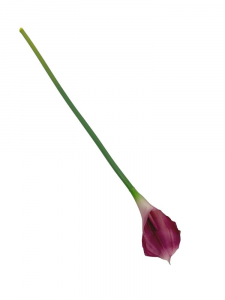 Kalia kwiat pojedynczy 71 cm ciemno różowa z kremem