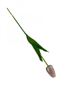 Tulipan matowy gałązka 54 cm brudny fiolet i kremowy