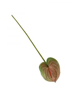 Anturium kwiat pojedynczy silikonowy 62 cm łososiowy z dodatkiem zieleni