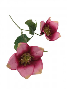 Ciemiernik kwiat pojedynczy 42 cm różowy