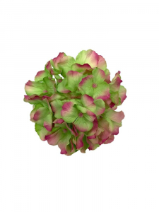 Hortensja główka 17 cm zielona z różowymi brzegami