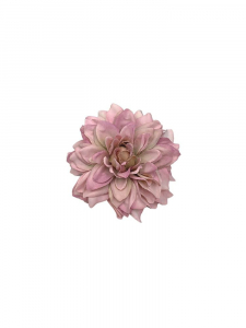 Cynia główka 9 cm jasny róż z jasną zielenią
