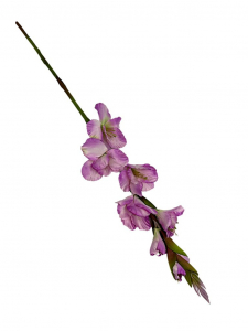 Mieczyk gałązka 85 cm jasny fiolet
