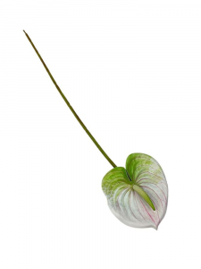 Anturium kwiat pojedynczy silikonowy 62 cm biało zielone