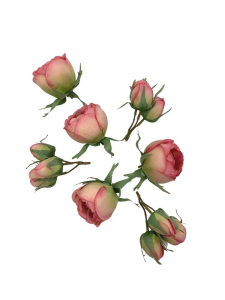 Róża główka komplet różowo zielony