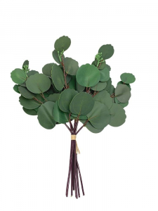 Eukaliptus gumowy wiązka 36 cm zielony
