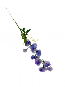 Groszek kwitnący gałązka 60 cm niebieski z fioletem