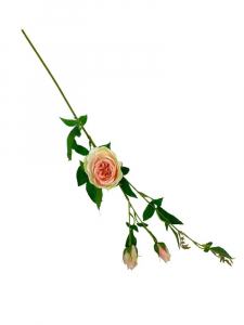 Róża kwiat pojedynczy 70 cm brzoskwiniowo zielona