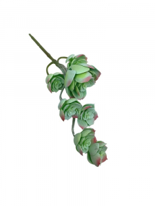 Sukulent gałązka 30 cm jasno zielony z różem