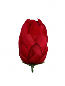 Protea główka wysokość 10 cm czerwona