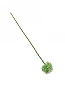 Czosnek kwiat pojedynczy 38 cm biało zielony