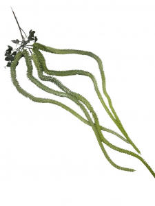 Szarłat zwis XL 130 cm zielony