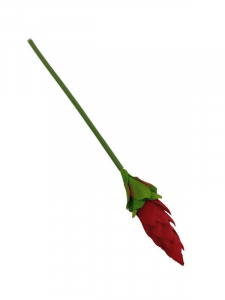 Protea pojedyncza 48 cm czerwony
