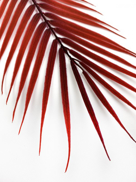 Liść palmy 61 cm czerwony