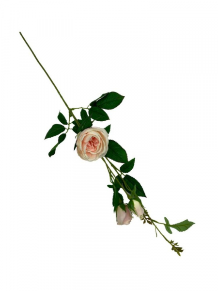 Róża gałązka 70 cm kremowo brzoskwiniowa
