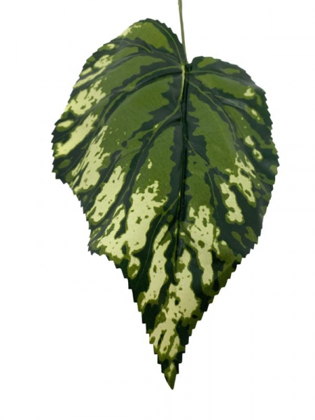 Liść begonii 50 cm