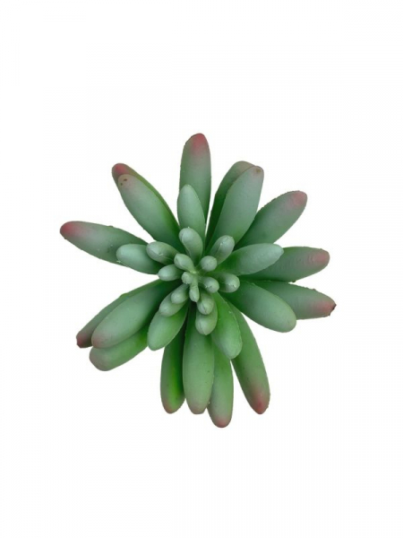 Sukulent 8 cm jasno zielony z różowym cieniowaniem