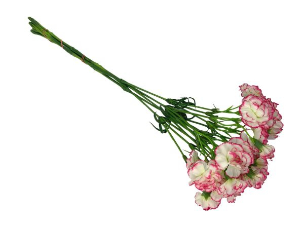 Goździk na gałązce 64 cm kremowo różowy