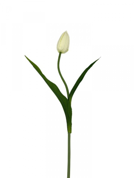 Tulipan kwiat pojedynczy 55 cm kremowy