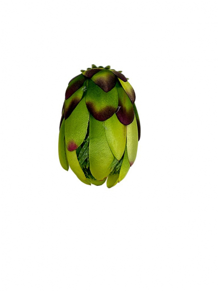 Protea główka wysokość 10 cm zielona