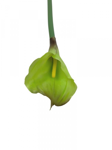 Kalia kwiat pojedynczy 71 cm zielona