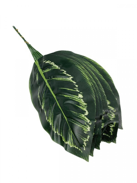 Liść manuel - difenbachia 50 cm zielony