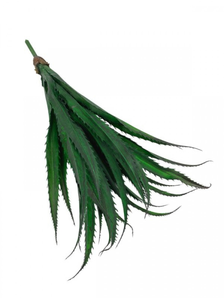 Agawa sukulent 51 cm zielony z grafitowym cieniowaniem
