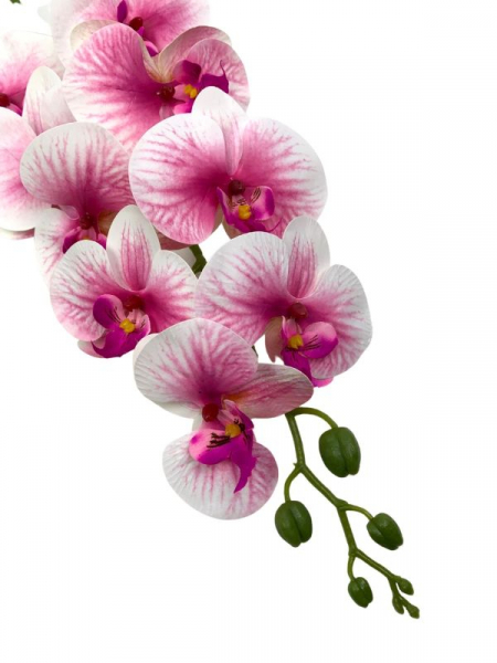 Storczyk kwiat pojedynczy 95 cm biały z różowymi akcentami