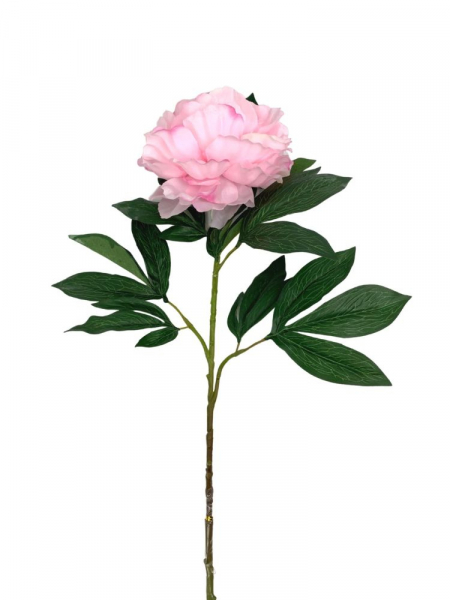 Piwonia kwiat pojedynczy 80 cm jasny róż