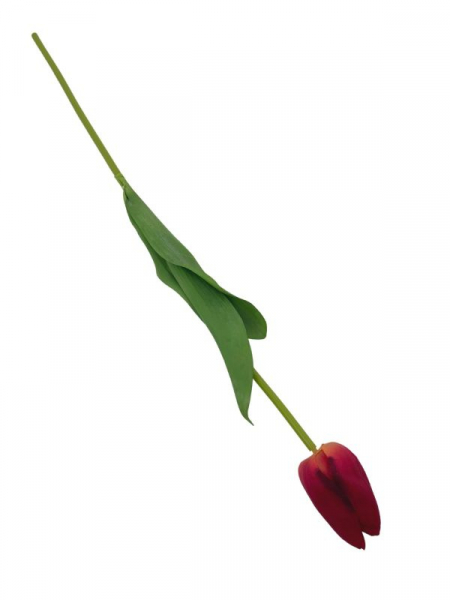 Tulipan kwiat pojedynczy 67 cm głęboki róż