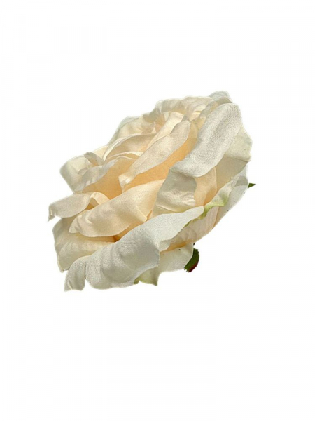 Róża duża główka 15 cm jasna brzoskwinia