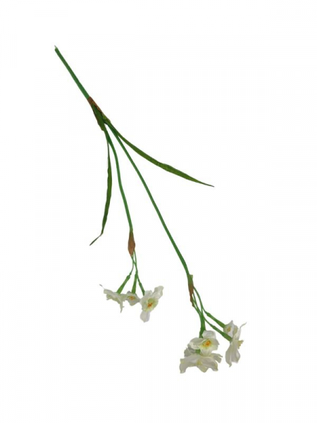 Narcyz kwiat pojedynczy 60 cm biały