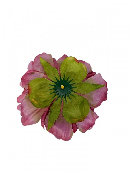 Piwonia główka 15 cm różowa z fioletem