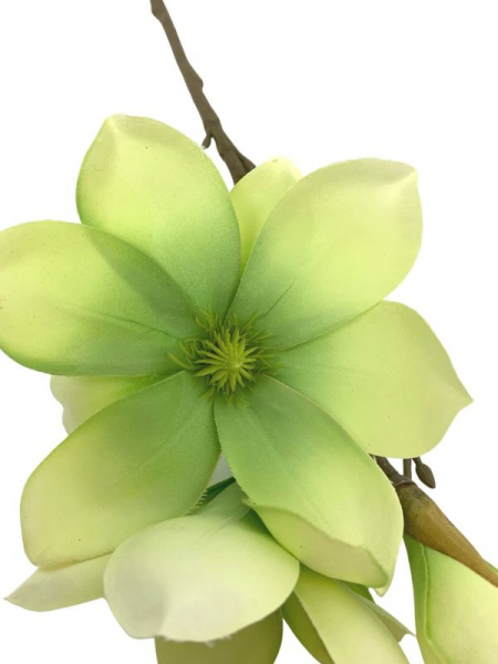 Magnolia gałązka 40 cm zielona
