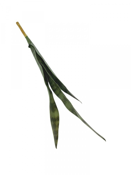 Sansewiera XL 68 cm zielona