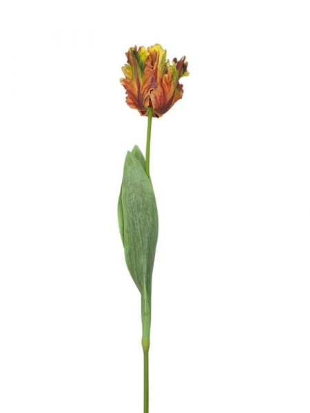 Tulipan papuzi kwiat pojedynczy lekko gumowany 70 cm herbaciany