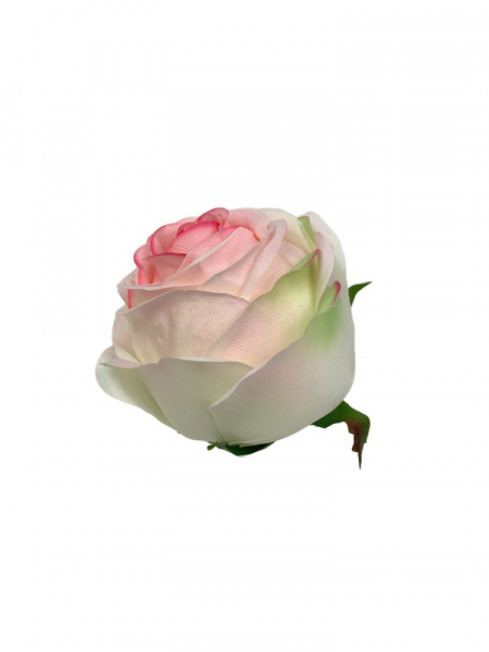 Róża główka 8 cm biała z różowymi brzegami
