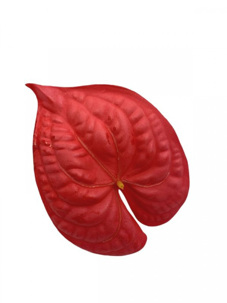 Anturium główka 16 cm czerwone